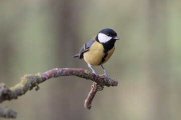 Great Tit Parus major, a passerine bird, perched