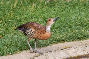 West Indian Whistling Duck (Dendrocygna arborea) in park
