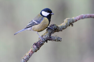 Great Tit Parus major, a passerine bird, perched