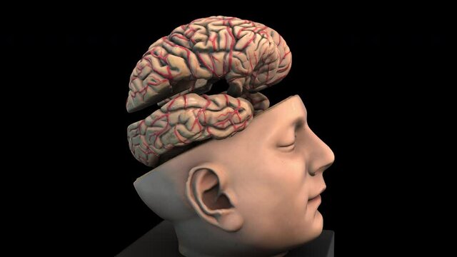  Size Intracranial Brain Structure - rotation zoom out - Details back - 3d animation model on a black background