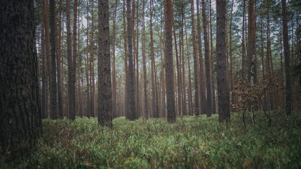 forest in the morning