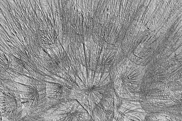 Taraxacum abstrakt monochrom