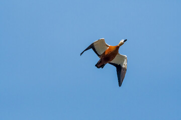 Ruddy Shelduck (Tadorna ferruginea) in Moscow, Russia