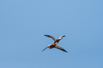 Ruddy Shelducks (Tadorna ferruginea) in Moscow, Russia