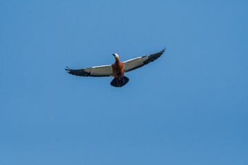 Ruddy Shelduck (Tadorna ferruginea) in Moscow, Russia