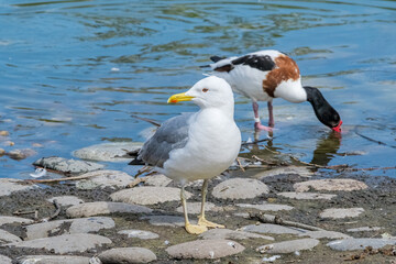 Herring Gull (Larus argentatus) in park, Russia