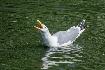 Herring Gull (Larus argentatus) in park, Russia