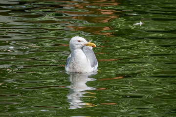 Herring Gull (Larus argentatus) in park, Russia