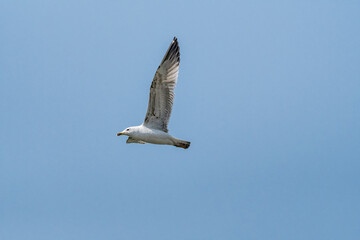 Immature Herring Gull (Larus argentatus) in park, Russia