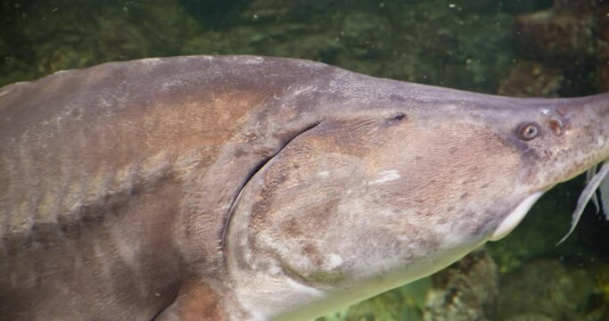 Huso dauricus, kaluga, of the order acipenseridae, dive underwater in an aquarium with decorations.