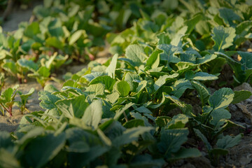 top view from Small turnip, green leaves growing in the field with morning  light