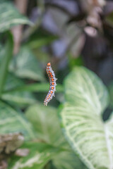 Gusano atrapado por telarañas