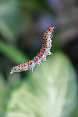 Gusano atrapado por las telarañas