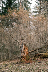 dry fallen tree trunks in old forest