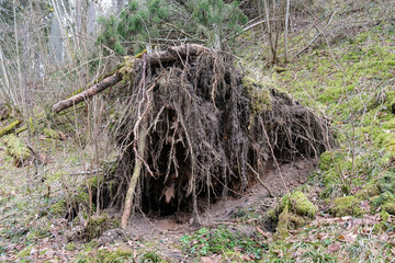 dry fallen tree trunks in old forest