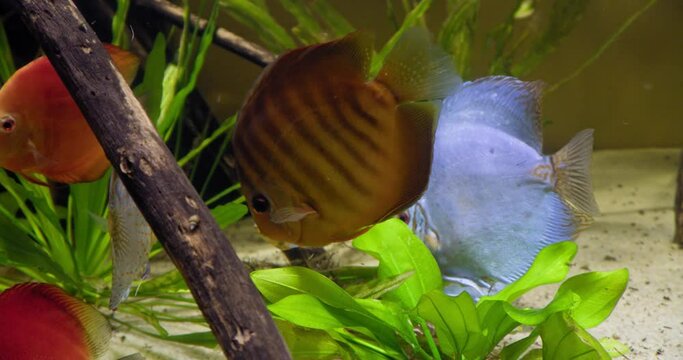 Colorful Fish From The Species Symphysodon Discus In An Aquarium with vegetation. Close-up,