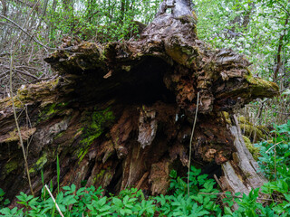 dry fallen tree trunks in old forest