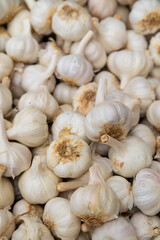 Ajos (Allium sativum)