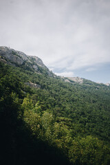 Trees growing in the mountains 
