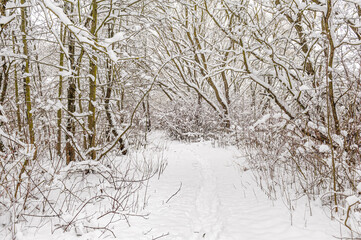 Hiking trail in the forest in winter with lots of snow, footprints in the snow of people. Snow-covered trees, winter landscape
