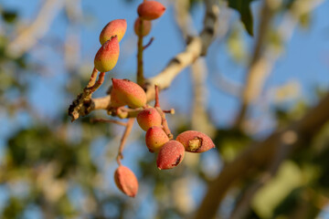 infected Fruits of pistachio tree and fresh pistachios with blur background, pistachio tree nuts and leafs