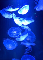 jellyfish in blue water © Danny