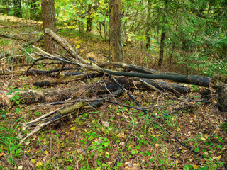 dry fallen tree trunks in old forest
