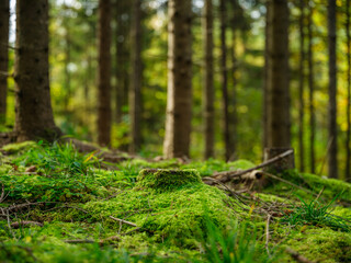 dark and moody spruce tree forest in autumn