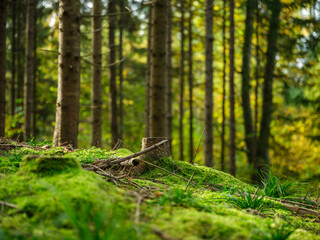 dark and moody spruce tree forest in autumn