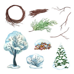 A set of winter trees and branches. Watercolor clipart