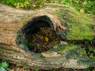 Obraz premium dry fallen tree trunks in old forest