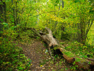 dry fallen tree trunks in old forest