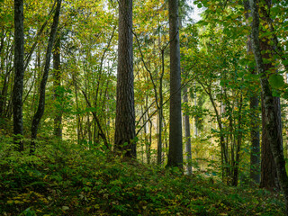 Naklejka premium dark and moody spruce tree forest in autumn