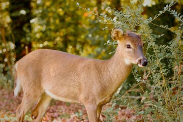 Deer 