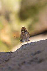 La mariposa está caminando sobre una roca
