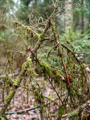 dry fallen tree trunks in old forest