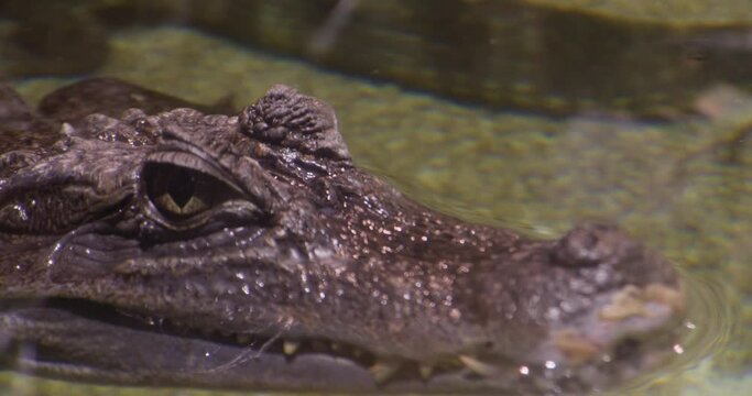 Portrait of Caiman crocodilus turning his head and eyes in the water fish tank. Closeup.