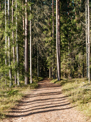 dark and moody spruce tree forest in autumn