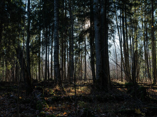 dark and moody spruce tree forest in autumn