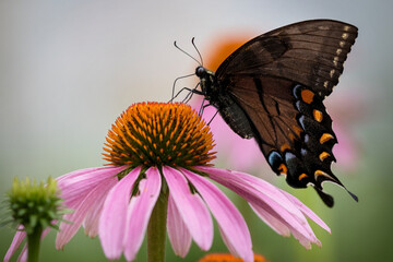 Black Swallowtail Butterfly