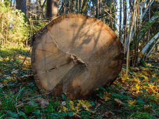 dry fallen tree trunks in old forest