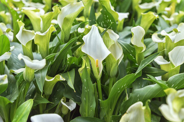 Zantedeschia Siberia. Flowering ornamental plant with white flowers and big green leaves for the garden, park, balcony, terrace