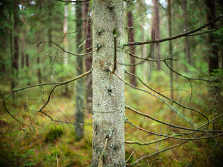 dark and moody spruce tree forest in autumn
