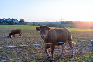 Kühe auf Weide