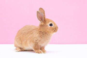 Cute brown baby rabbit on pink background