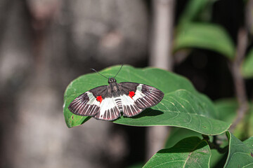 Una mariposa