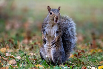 Grey Squirrel