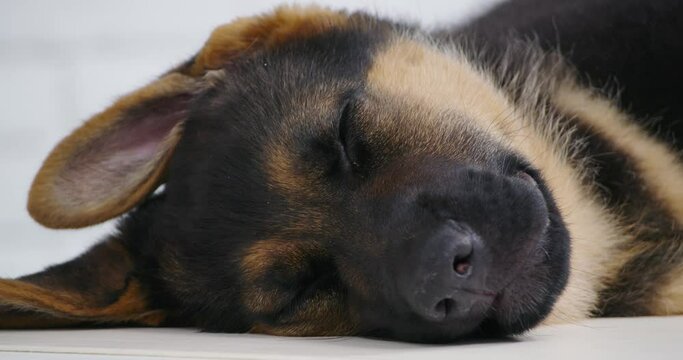 Close up small shepherd dog sleeping after difficult operation in modern veterinary clinic. Concept of dog sleeping under anesthesia at reception in veterinary.