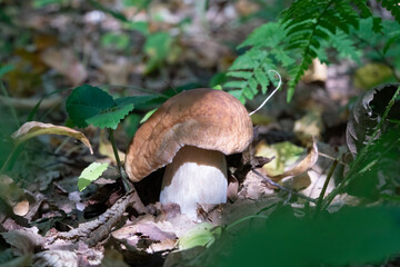 A close-up photo of an edible porcini mushroom in the natural environment in the forest. Middle of the autumn, green grass, and leaves on background.