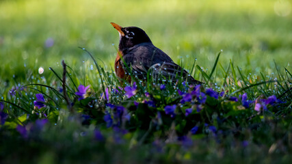 Baby Robin